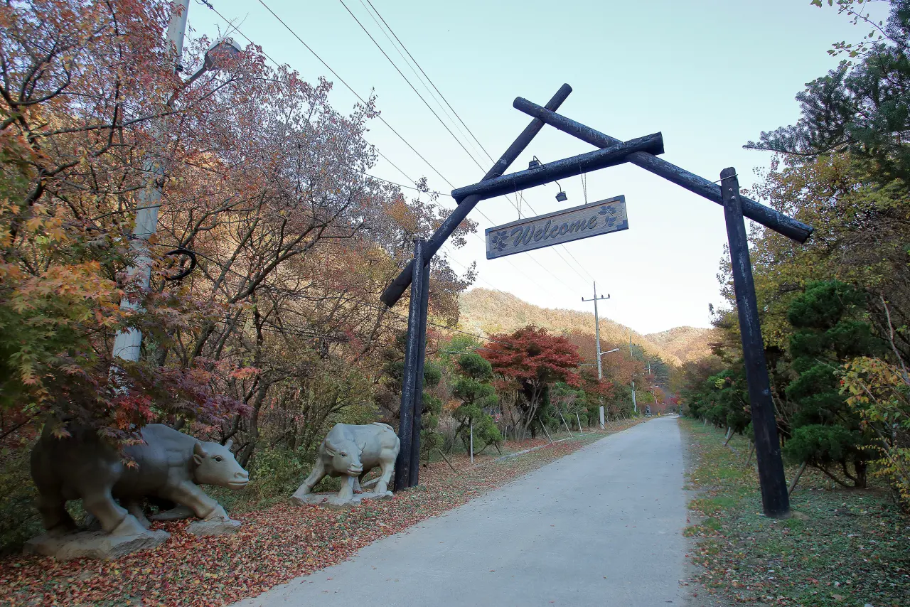 THATS CAMPING 횡성자연휴양림야영장 전경
