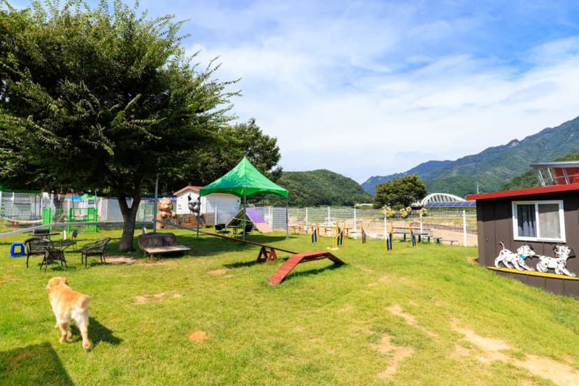 젠틀펫 파라다이스 사진 17