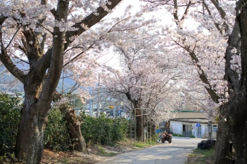 드론스포츠코리아 사진 8