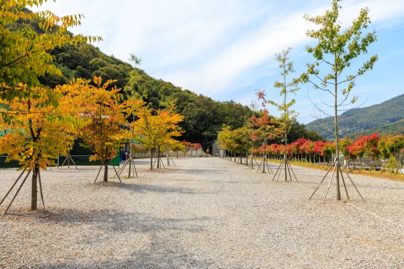 진천포레스트캠핑장 사진 8