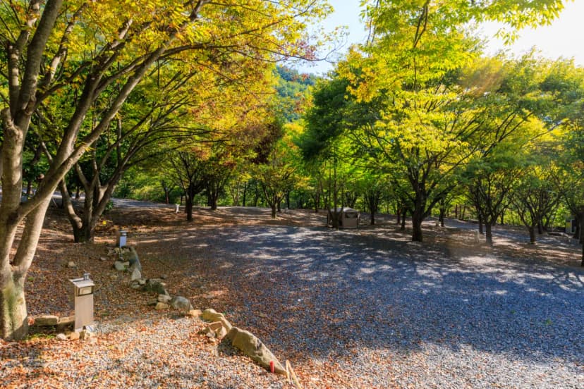 약초농원 캠핑장 사진 13