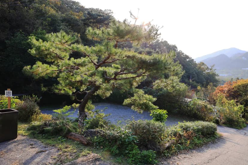 펫밀리애견파크타운 사진 10