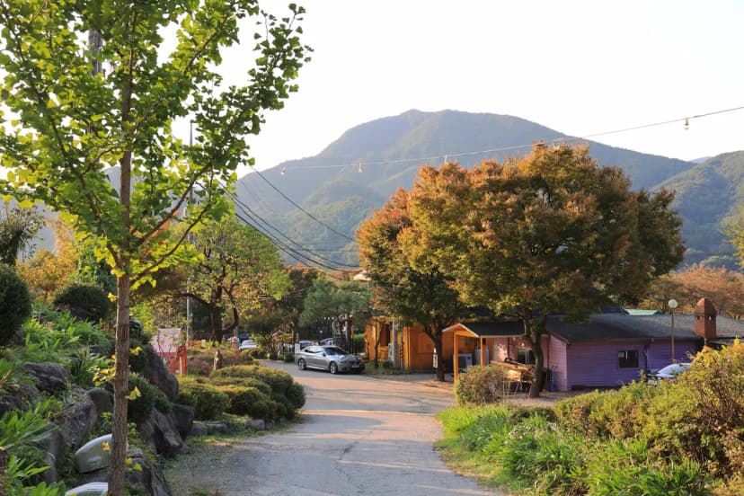펫밀리애견파크타운 사진 14