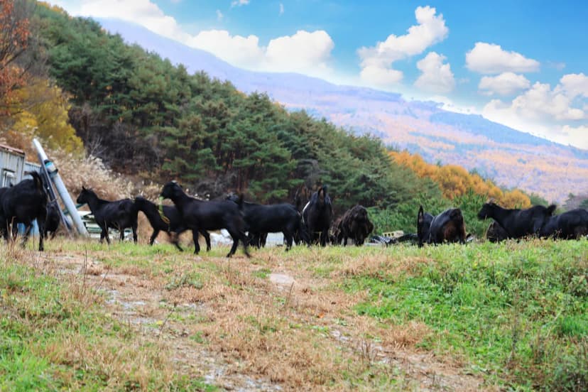 산너미목장 사진 13