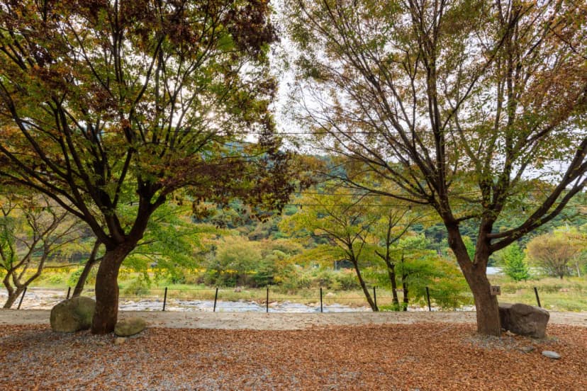 포레스트캐빈앤캠프 사진 6