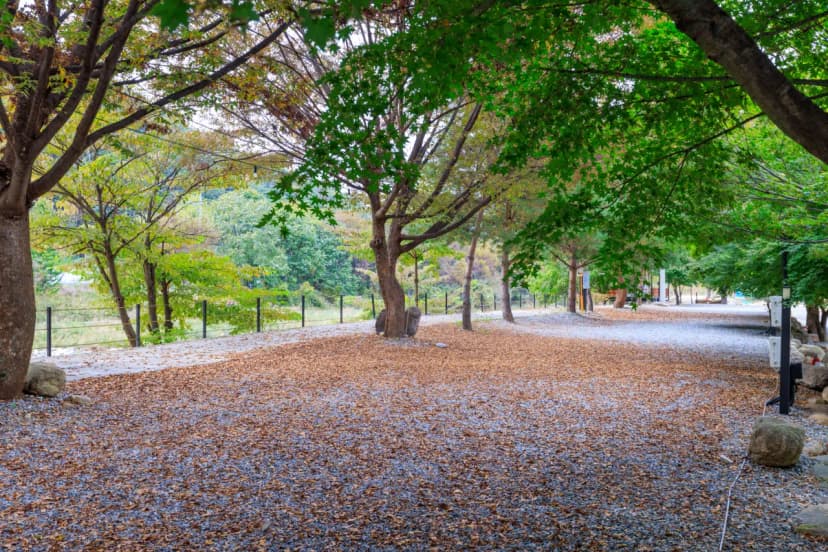 포레스트캐빈앤캠프 사진 8