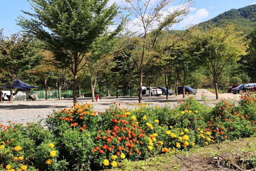 보랏빛오토캠핑장 사진 15