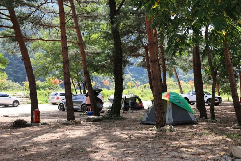 한계산솔밭야영장 사진 6