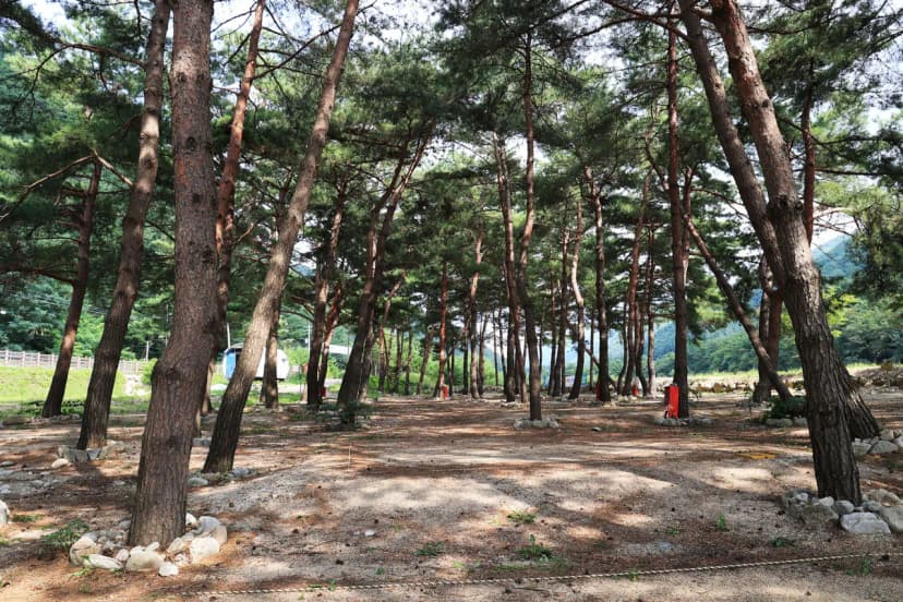 한계산솔밭야영장 사진 10