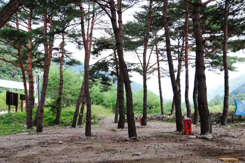 한계산솔밭야영장 사진 12
