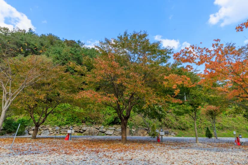 별하숲캠핑장 사진 15