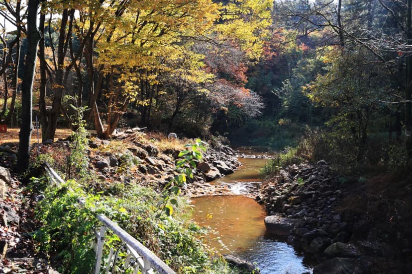 딥포레스트캠핑장 사진 9