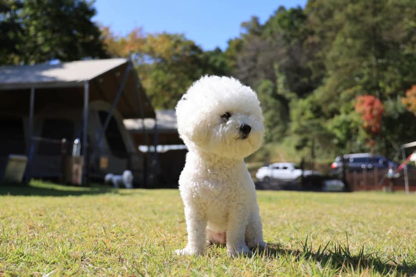 캠핑중DOG 사진 19