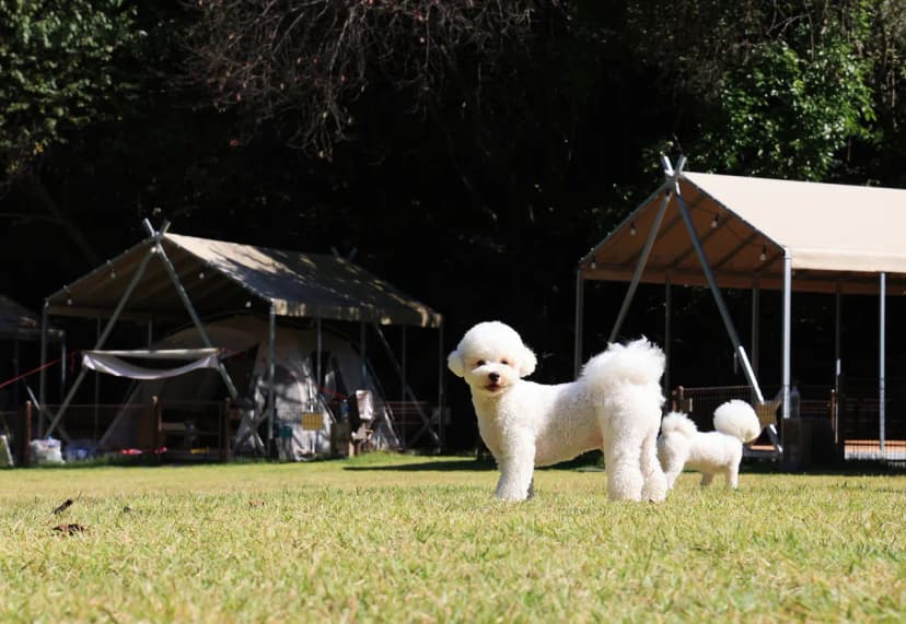 캠핑중DOG 사진 21