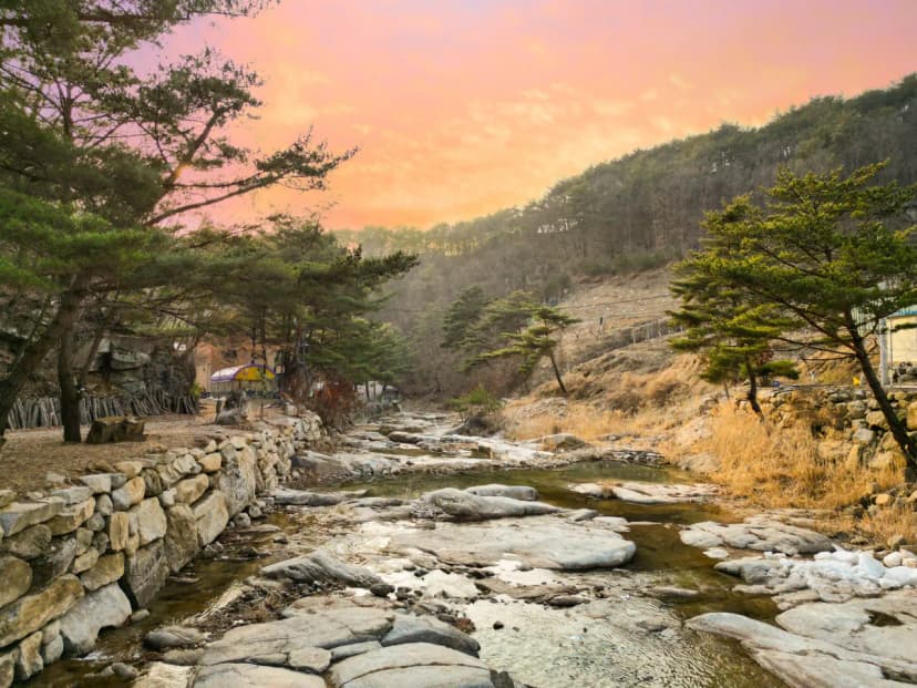 소나무세상 사진 19