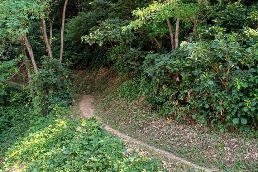 몽상핀 사진 6