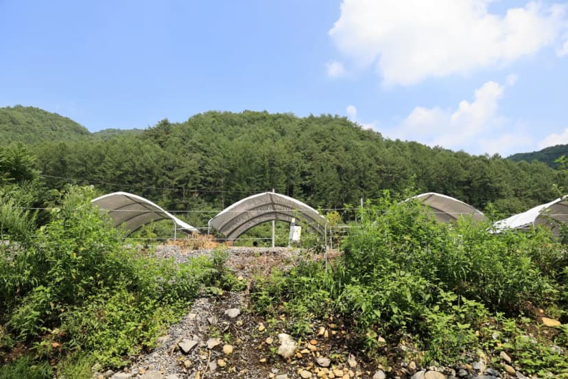 하우스 캠핑장 사진 8