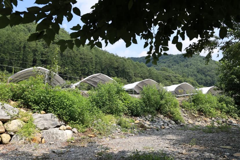 하우스 캠핑장 사진 19