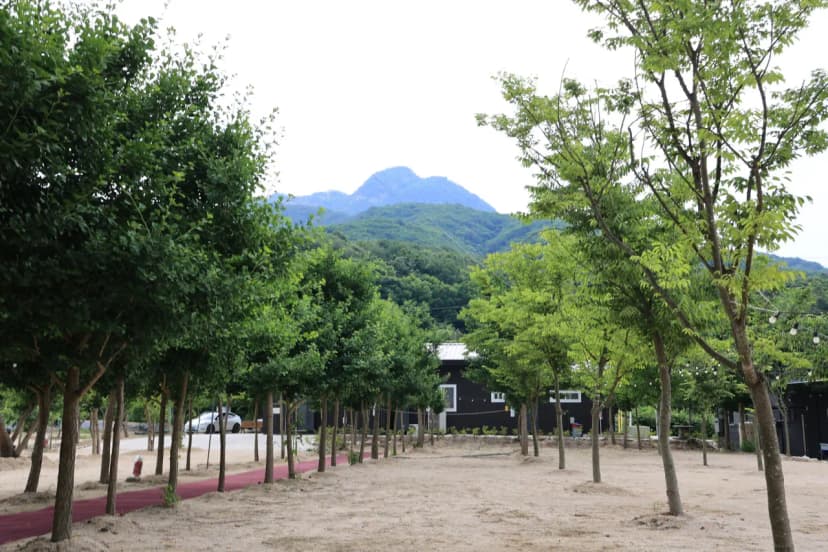도마치 자연그대로 캠핑장 사진 6