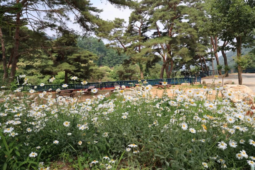 팜스프링 야영장 사진 14