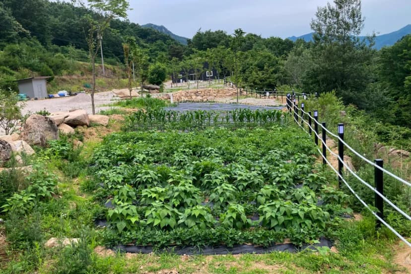 문장대 사계절캠핑장 사진 19