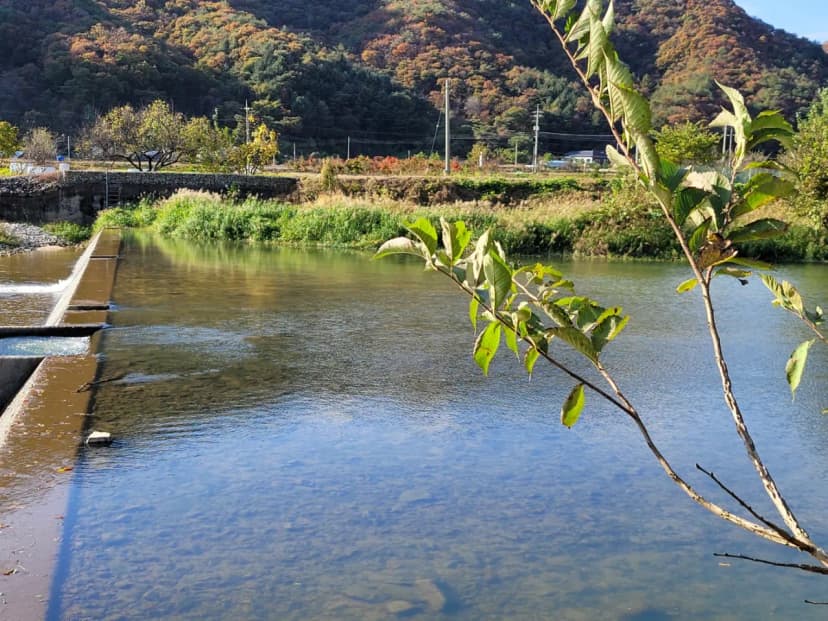 산수향 야영장 사진 6
