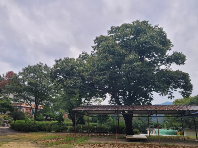산수향 야영장 사진 9