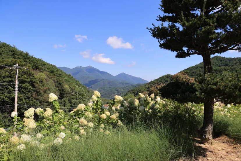 오도산 관광농원 사진 16