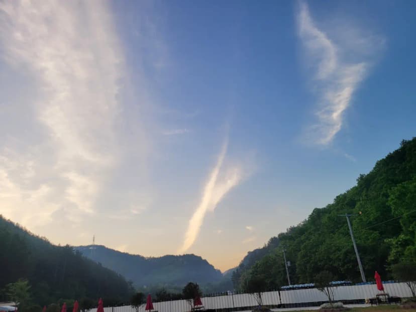 대암 팜트리 사진 11