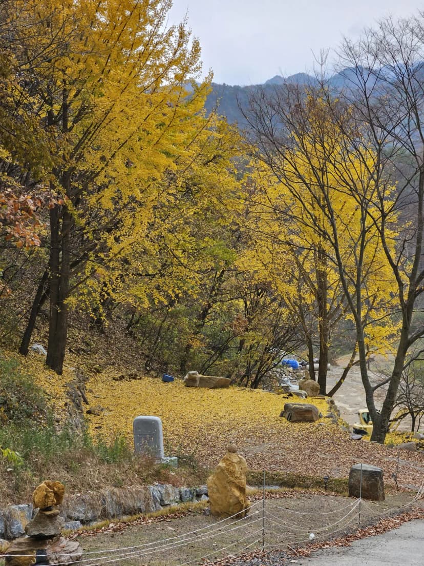 단양 도담캠핑장 사진 4