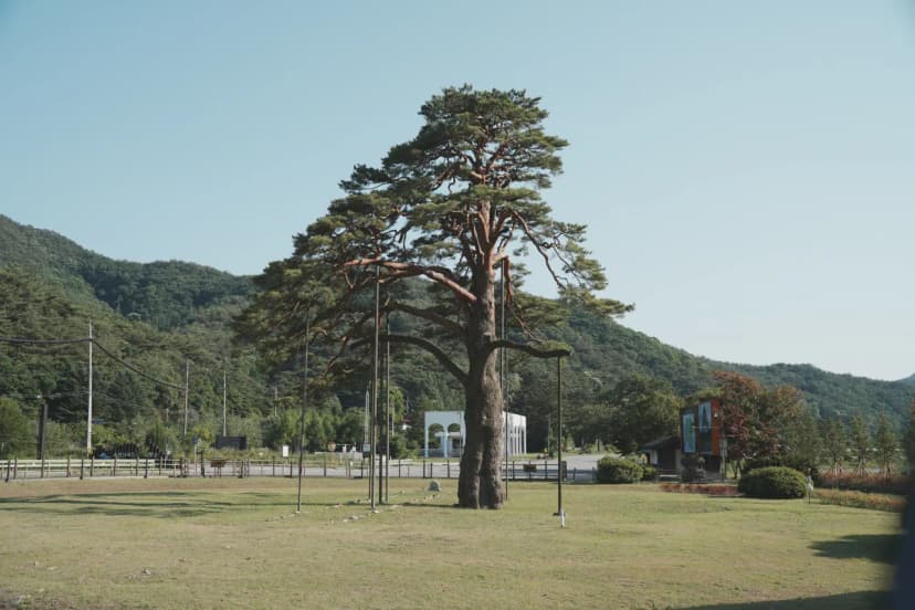 고릴라캠핑 in 속리산 사진 9