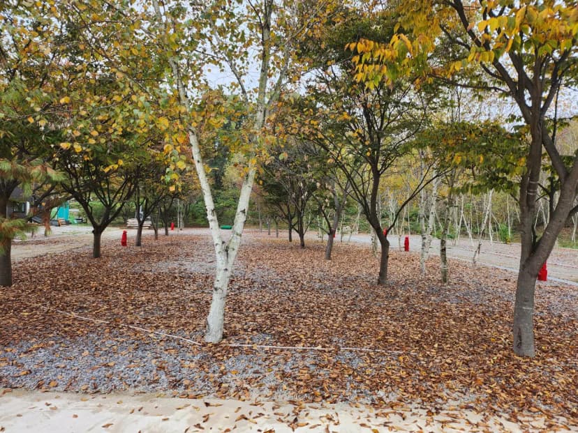 나무와 쉬리 사진 10