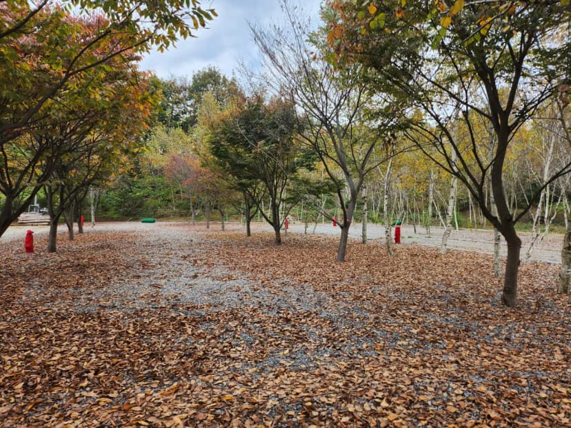 나무와 쉬리 사진 13