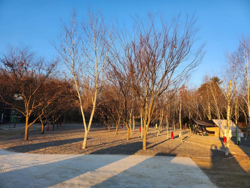 나무와 쉬리 사진 15