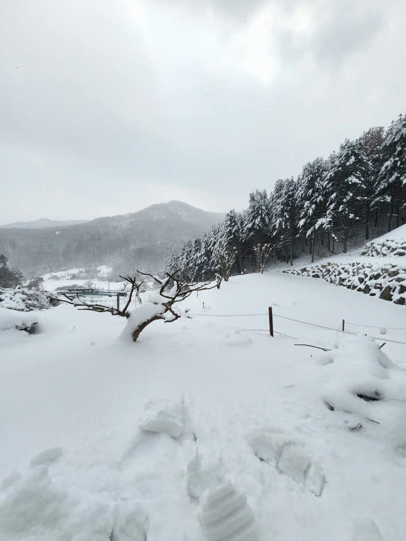 구릉지캠핑장 사진 7