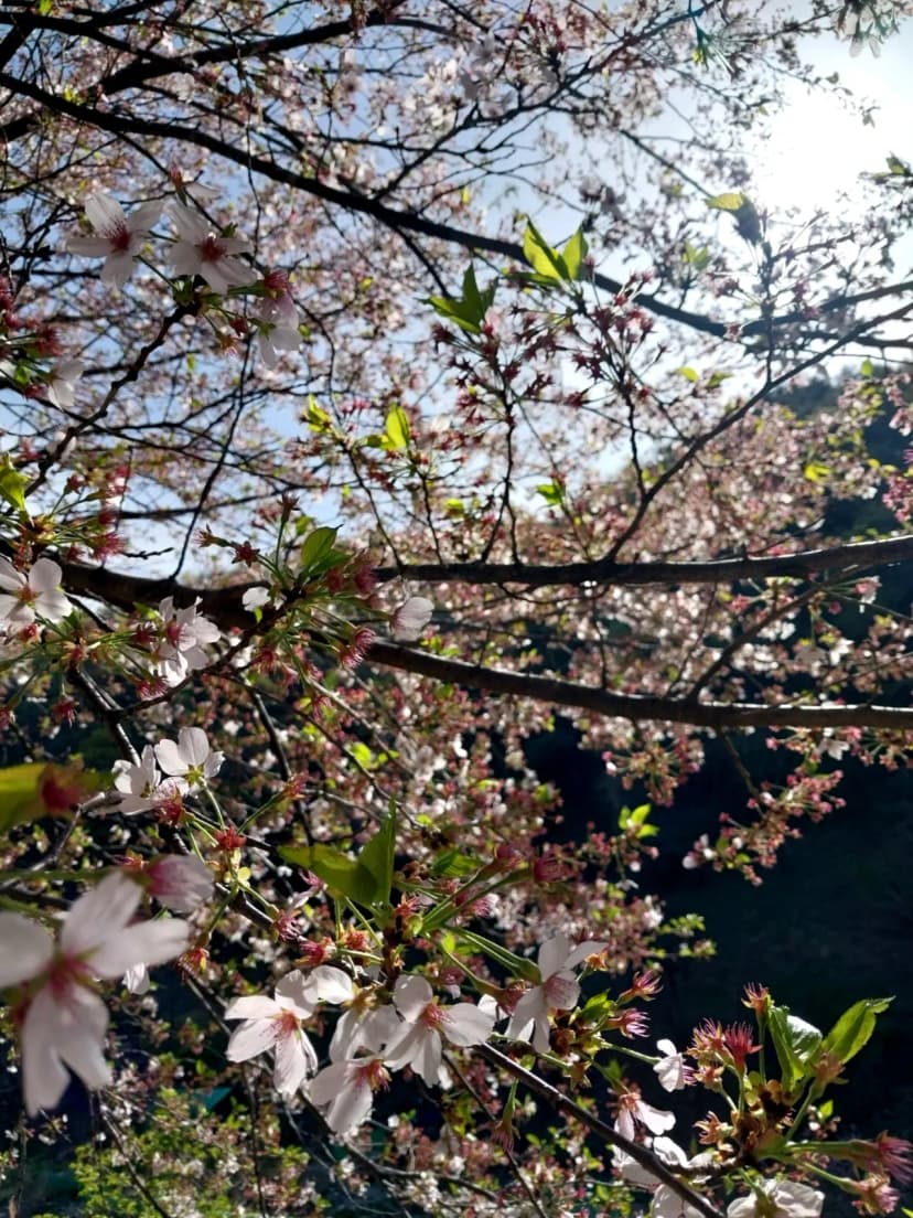 천안시 광덕쉼터 야영장