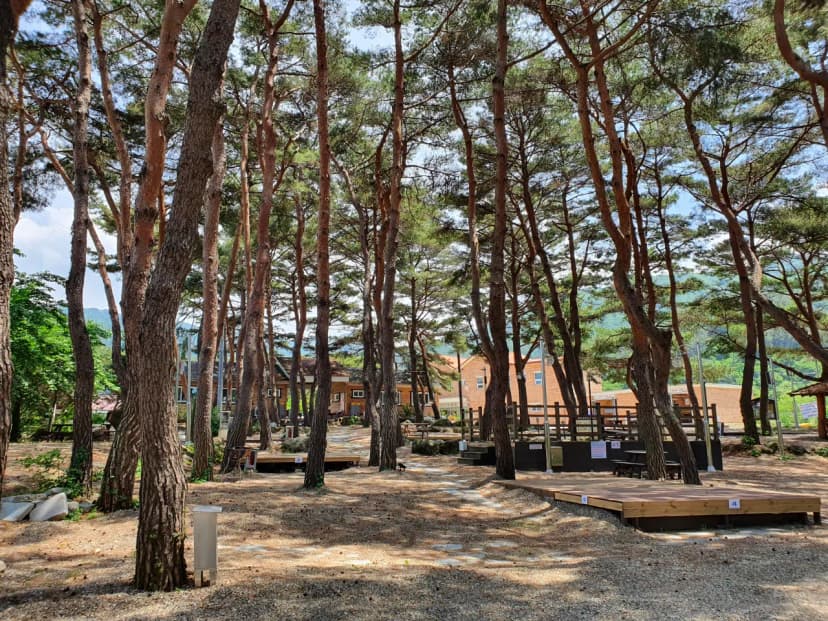 무주 솔밭야영장 사진 5