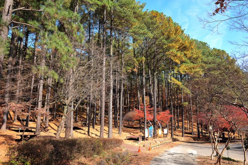 백운산 자연휴양림 야영장 사진 8