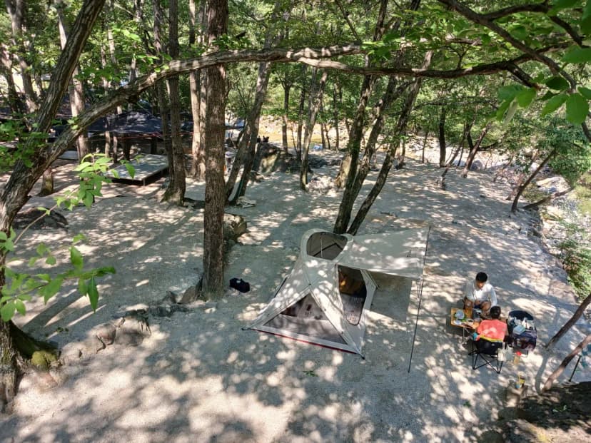 빛 생명 숲 사지목 사진 6