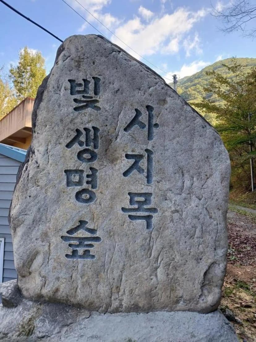 빛 생명 숲 사지목 사진 10