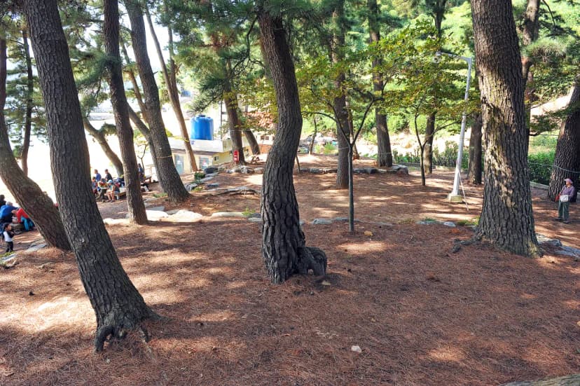 사촌해수욕장야영장 사진 14