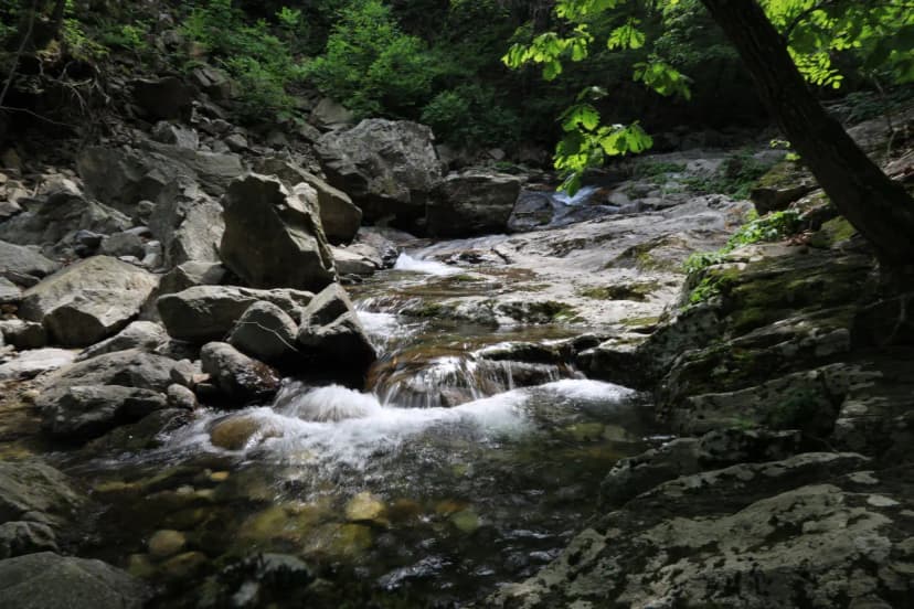 강원특별자치도 산림과학연구원 집다리골자연휴양림 사진 21