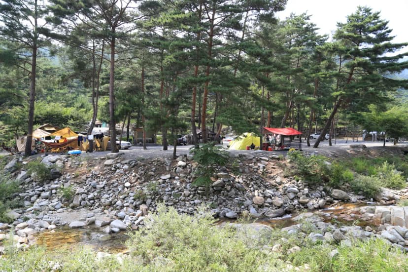 소나무와 계곡 캠핑장 사진 5