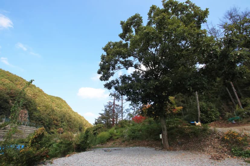 속리산알프스캠핑장&펜션 사진 15