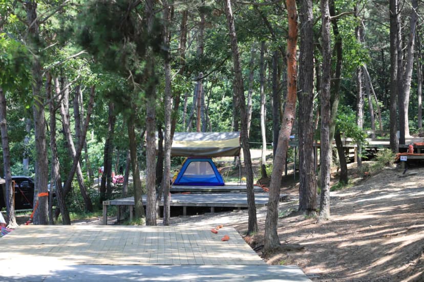 솔밭캠핑장 사진 6
