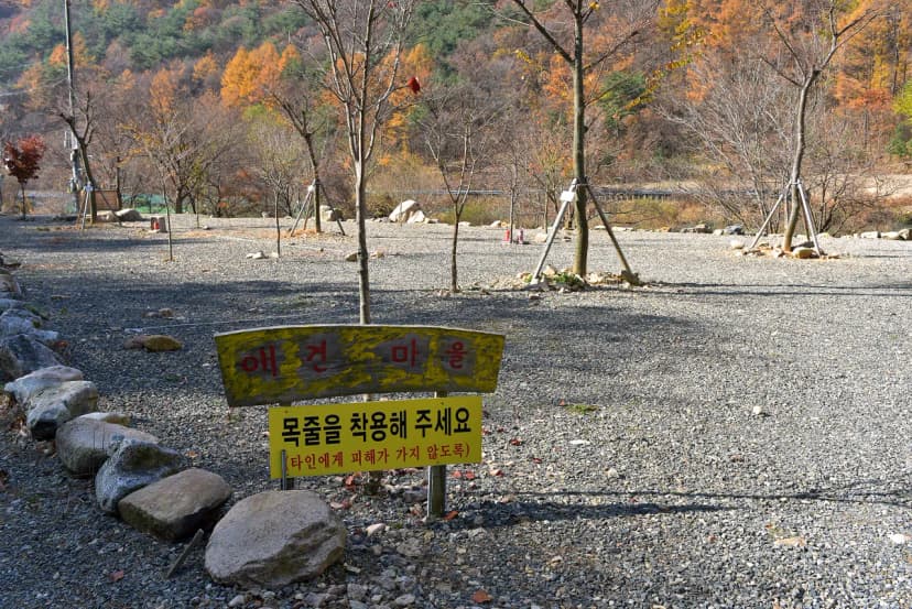 숲이조아캠핑장 사진 9
