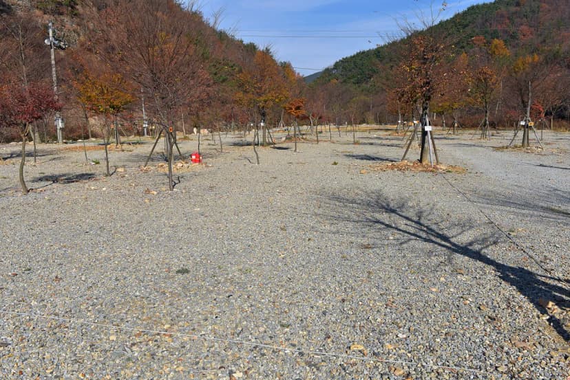 숲이조아캠핑장 사진 16