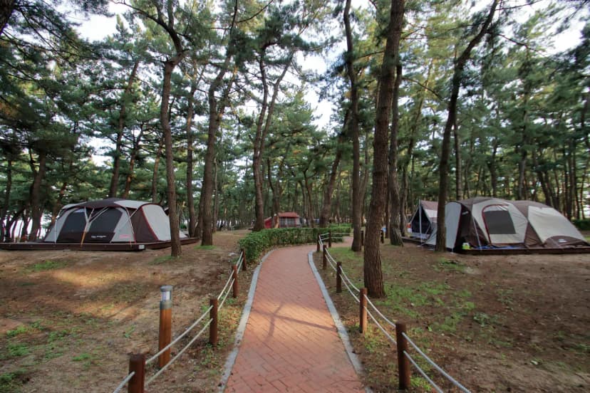 연곡해변 솔향기캠핑장 사진 11