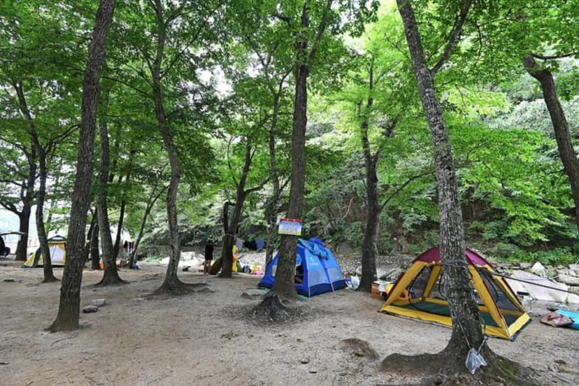 계림정야영장 사진 3