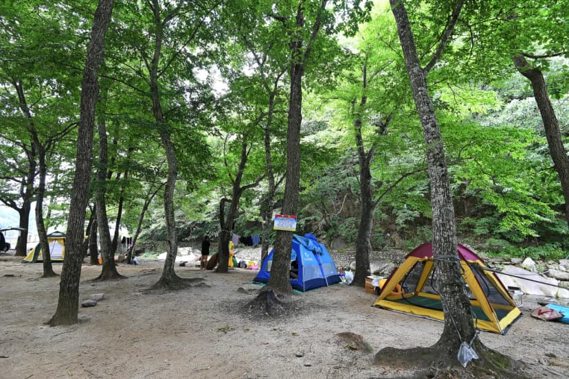 계림정야영장 사진 6